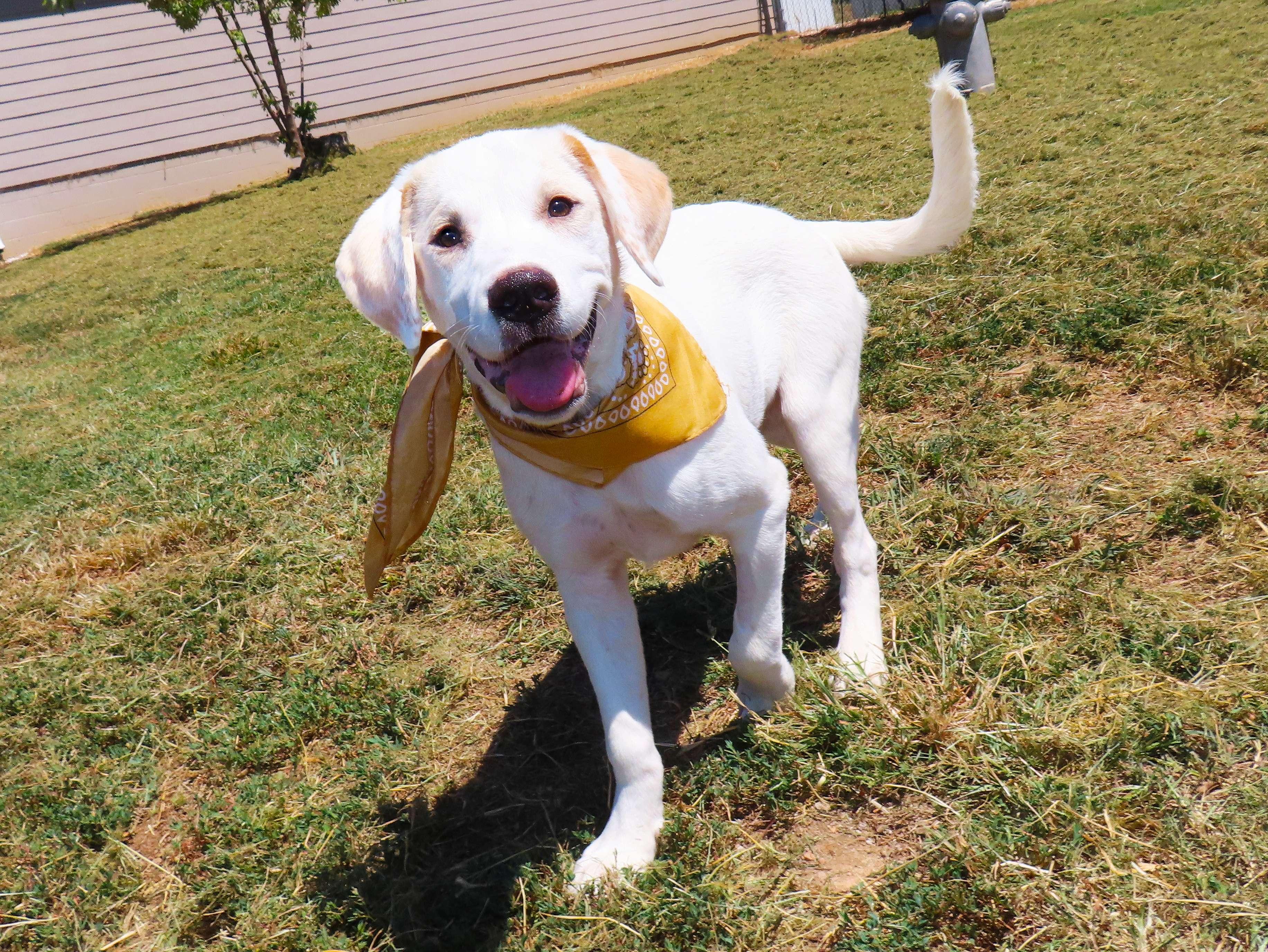 Enlarge Whisky 26C-206B, a Adopted mixed breed in Rogers, AR image 2/5
