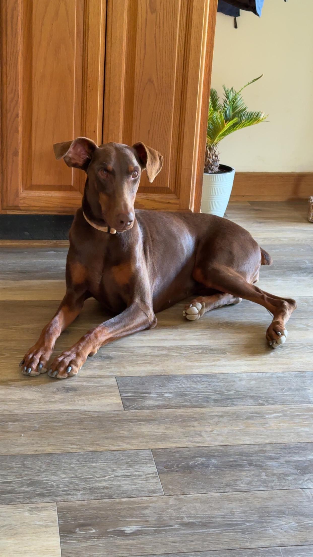Piper, Adopted, Adult Female Doberman Pinscher.