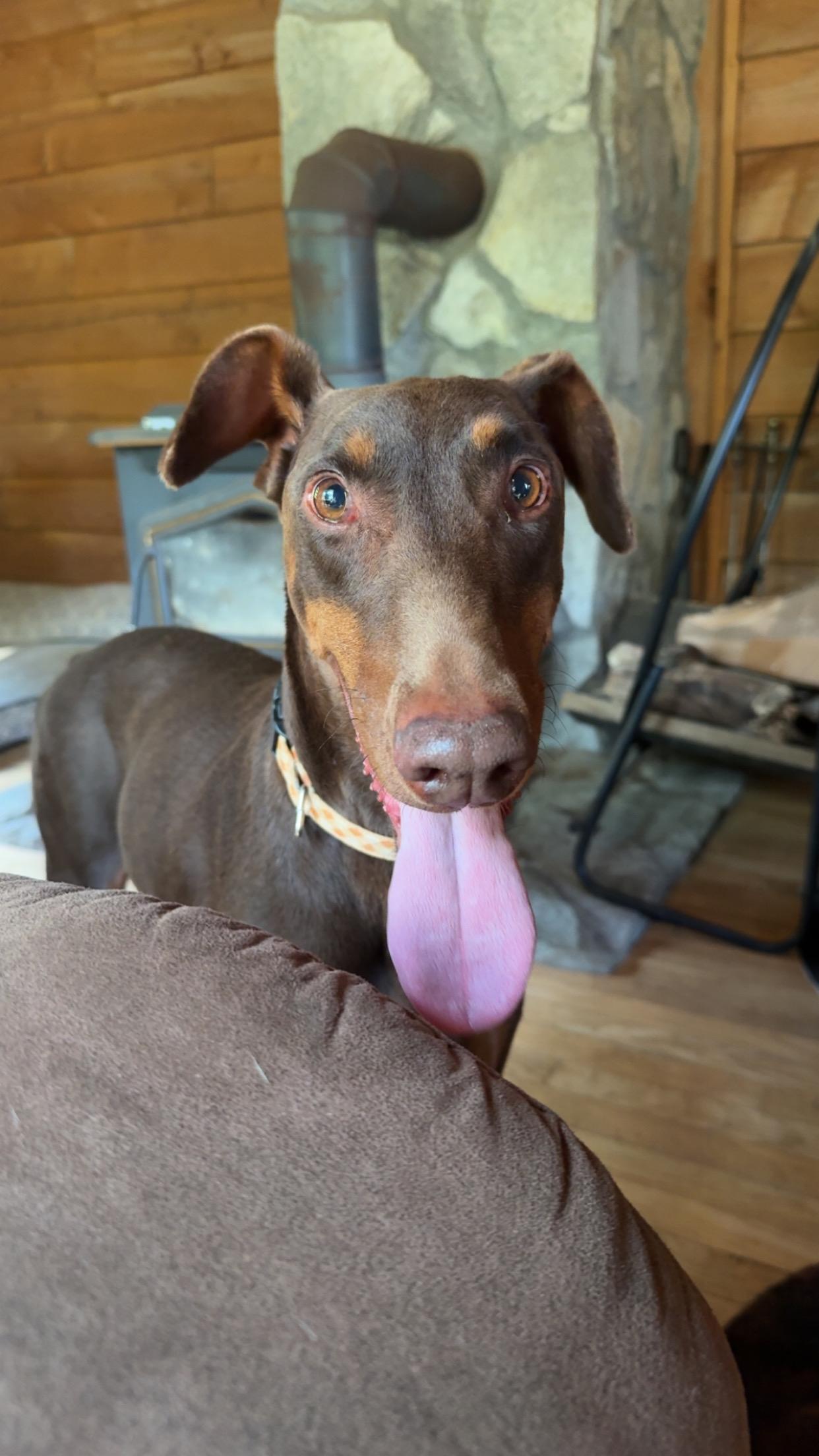 Enlarge Piper, a Adopted Doberman Pinscher in Fries, VA image 2/2