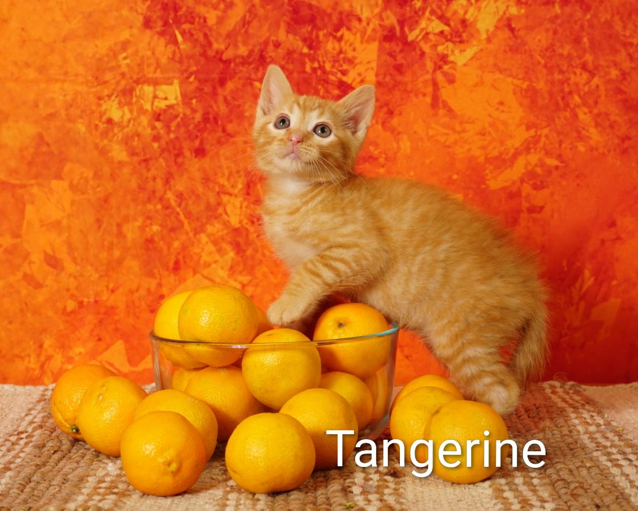 Tangerine, an adopted Domestic Short Hair in Waterloo, IA image 3/3