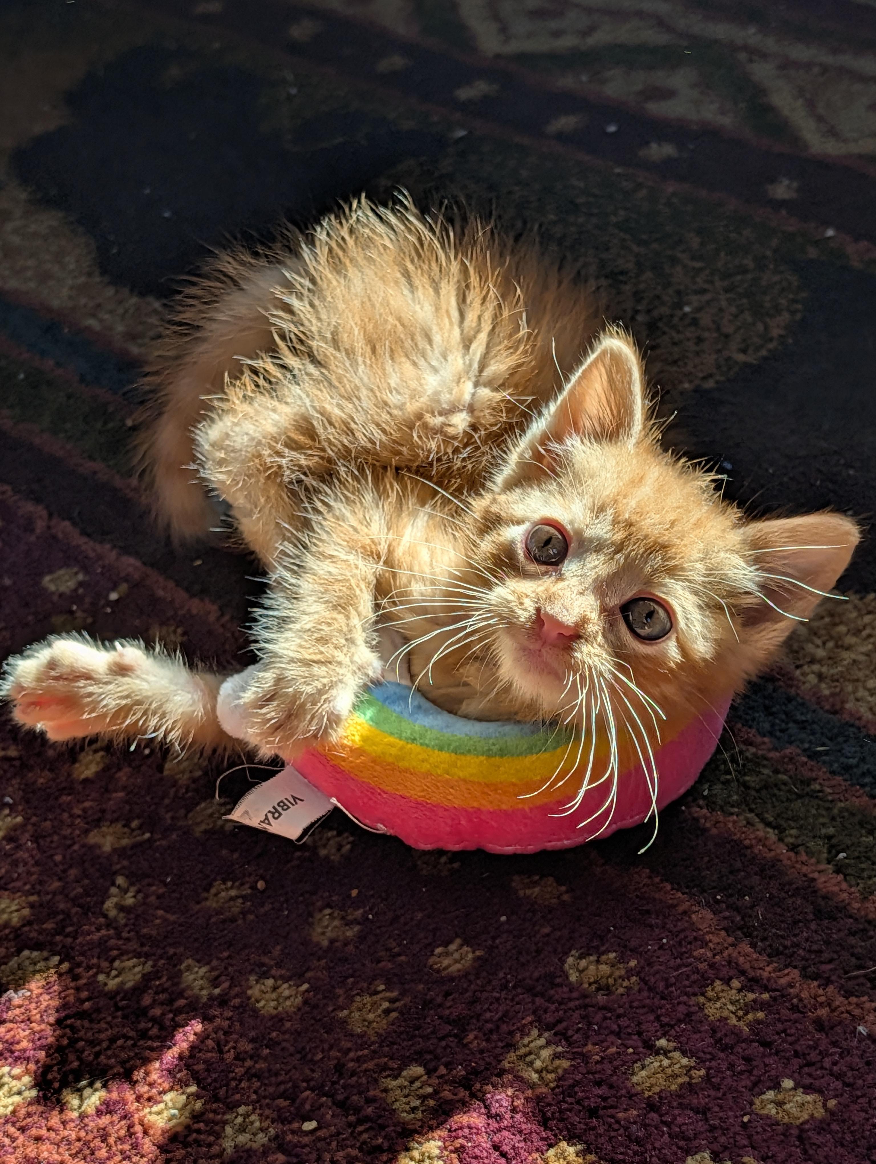Tangerine, adoptable, Kitten Male Domestic Short Hair.