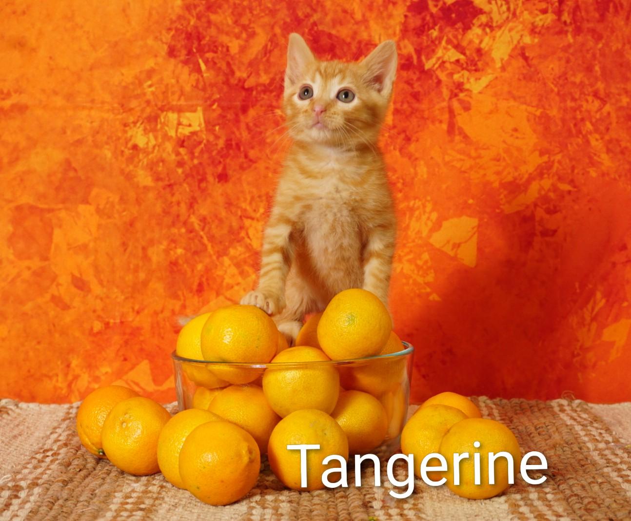 Tangerine, adopted, Kitten Male Domestic Short Hair.
