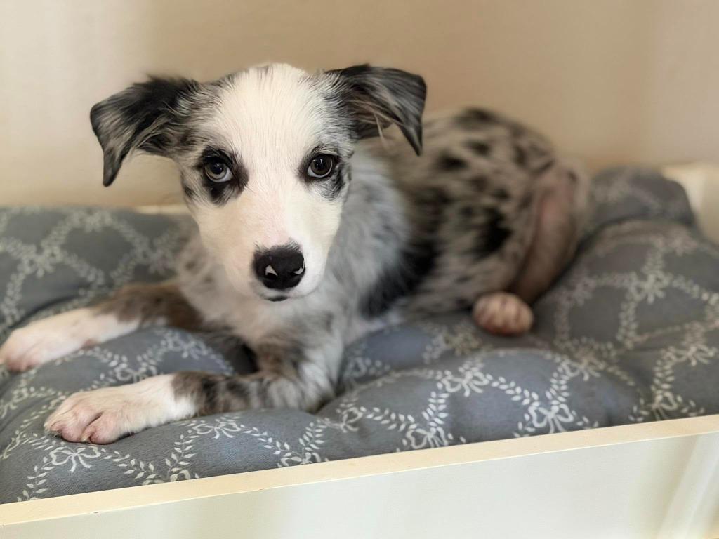 Enlarge Clarke, a Adoptable mixed breed in CONROE, TX image 1/4