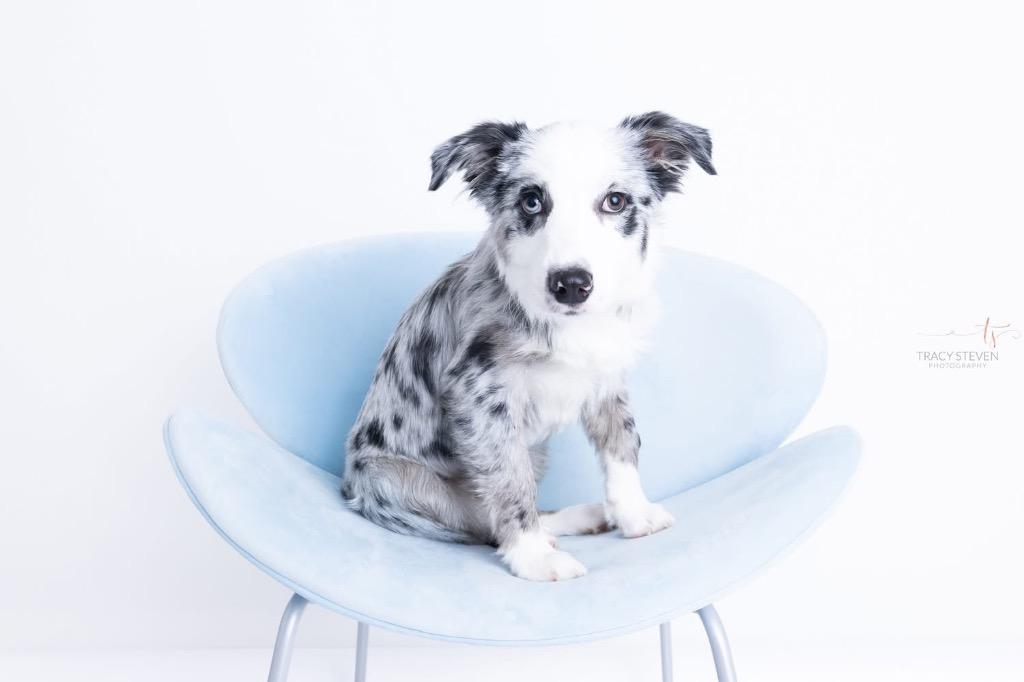 Enlarge Clarke, a Adoptable mixed breed in CONROE, TX image 2/4