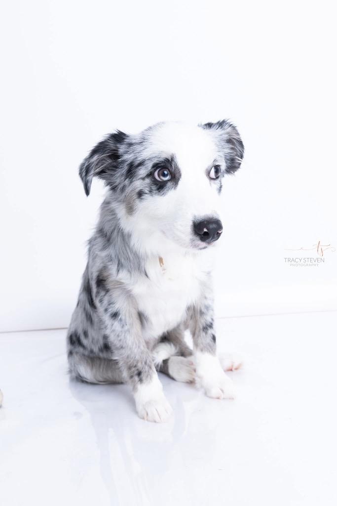 Enlarge Clarke, a Adoptable mixed breed in CONROE, TX image 3/4