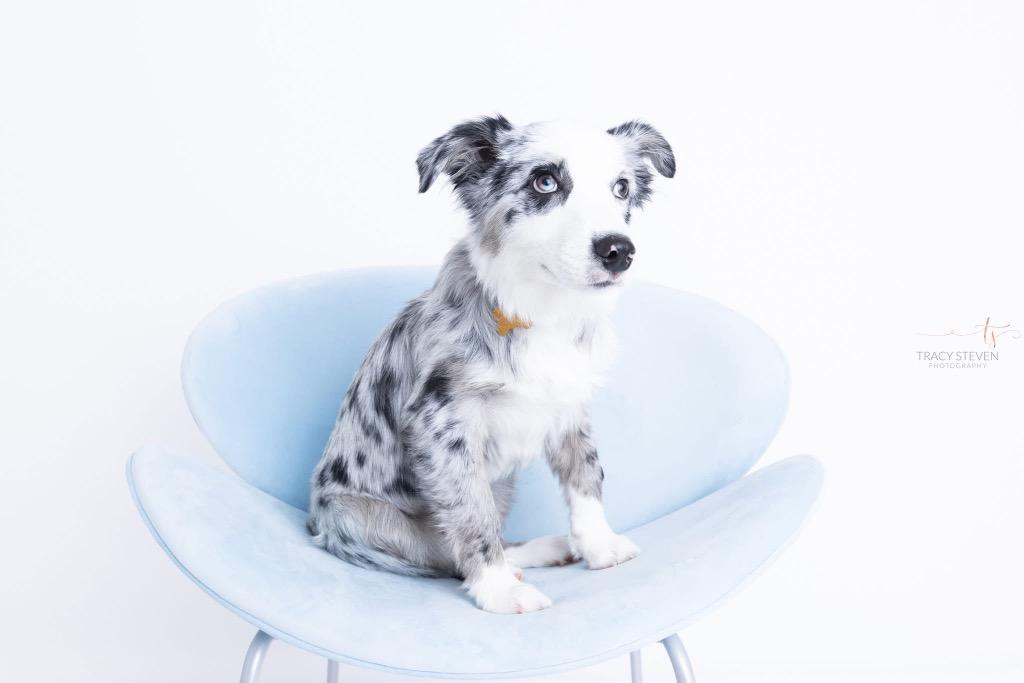 Enlarge Clarke, a Adoptable mixed breed in CONROE, TX image 4/4