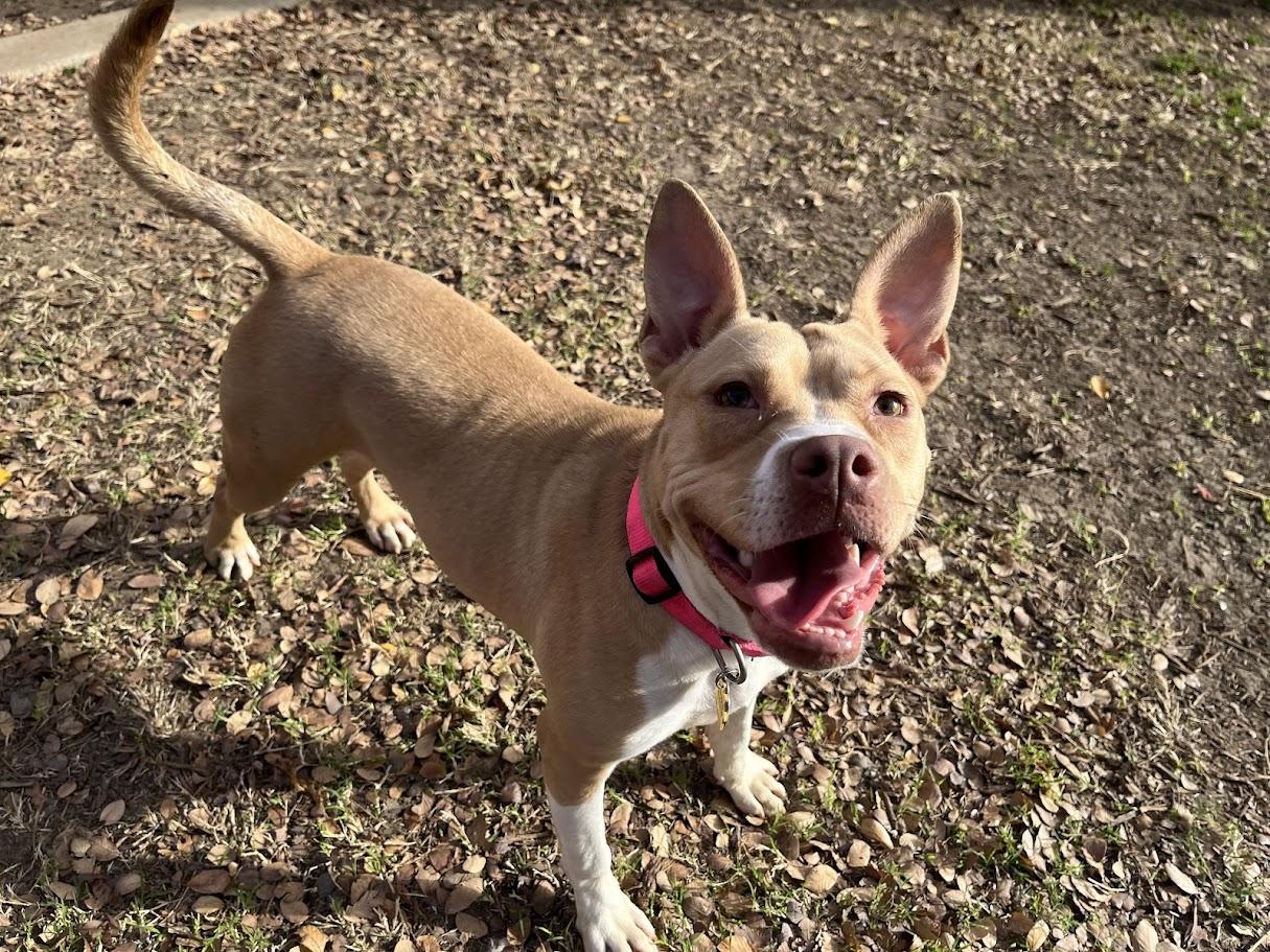 Enlarge Chanel* A213919, a Adoptable mixed breed in Plano, TX image 1/6