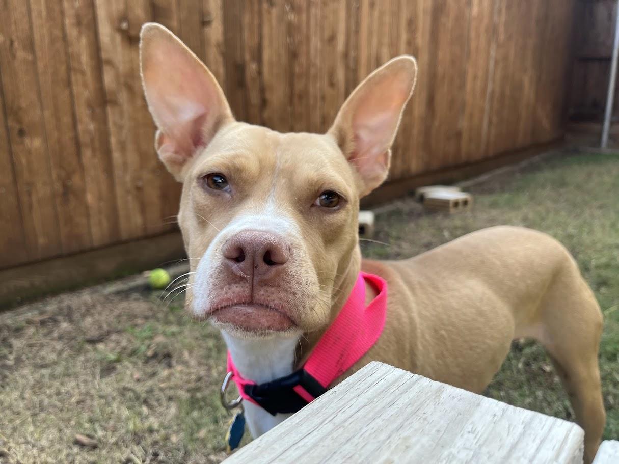 Enlarge Chanel* A213919, a Adoptable mixed breed in Plano, TX image 3/6
