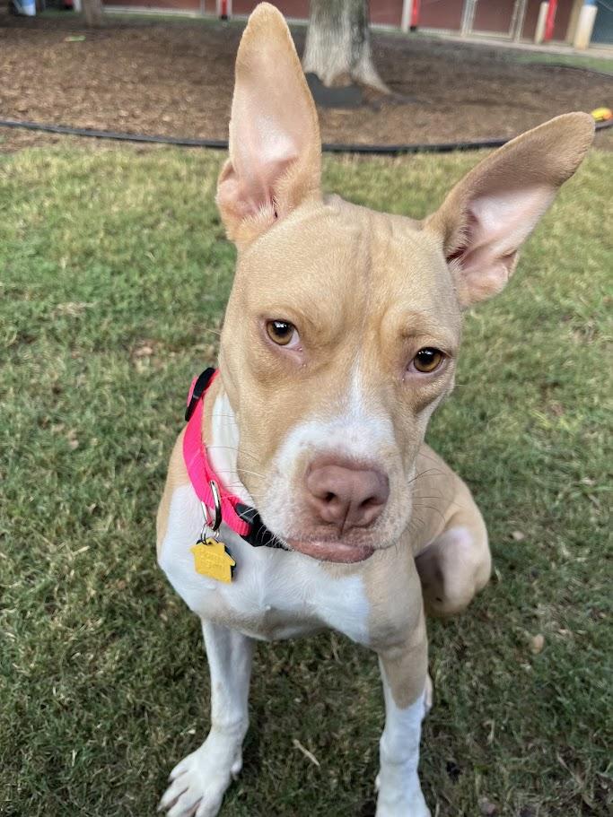 Enlarge Chanel* A213919, a Adoptable mixed breed in Plano, TX image 4/6