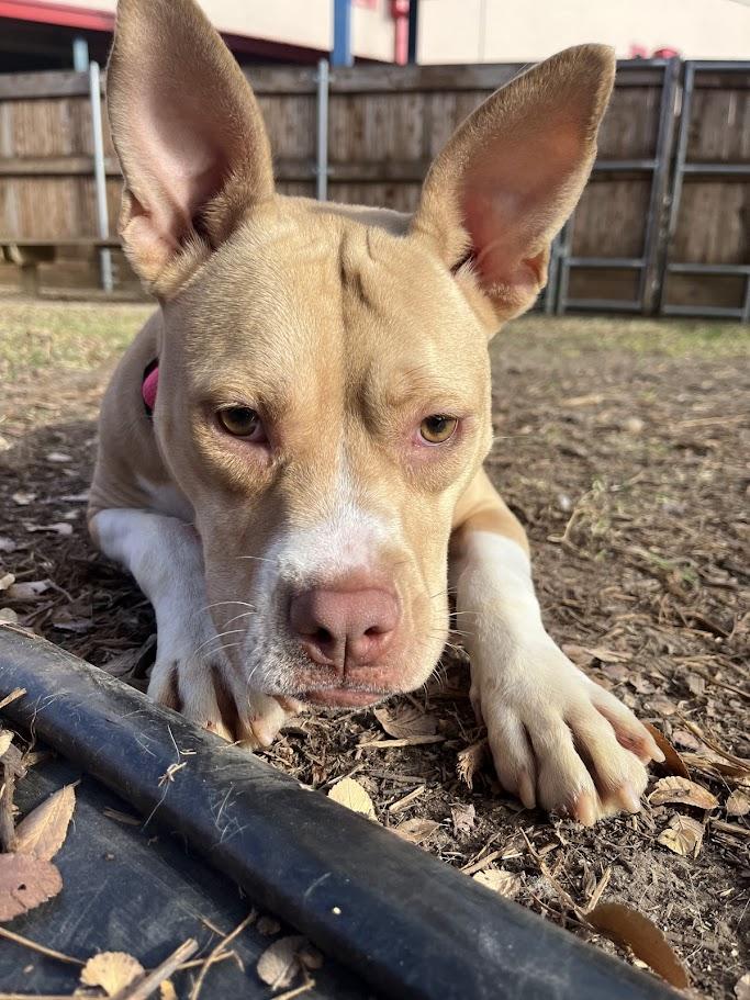 Enlarge Chanel* A213919, a Adoptable mixed breed in Plano, TX image 6/6