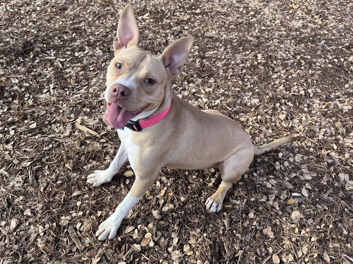 Enlarge Chanel* A213919, a Adoptable mixed breed in Plano, TX image 2/6