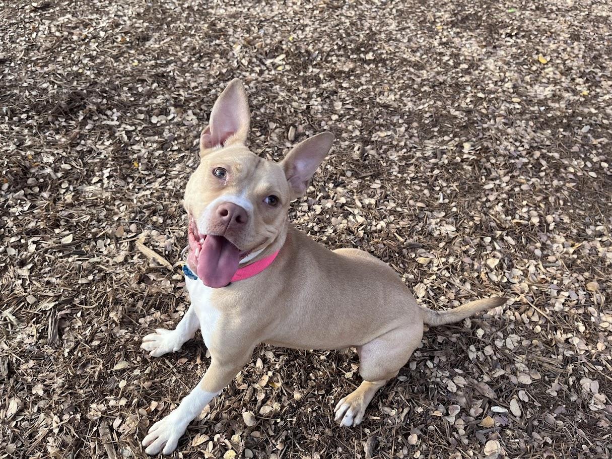 Enlarge Chanel* A213919, a Adoptable mixed breed in Plano, TX image 5/6