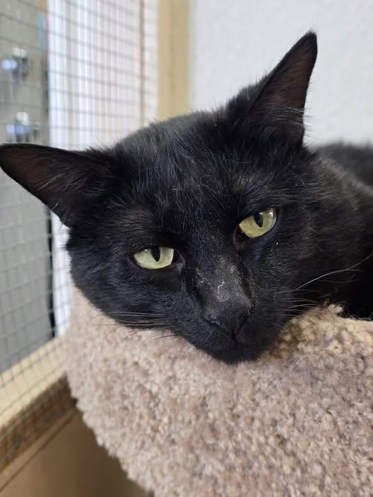 Enlarge Ord, a ADOPTABLE Domestic Short Hair in Prineville, OR image 1/2