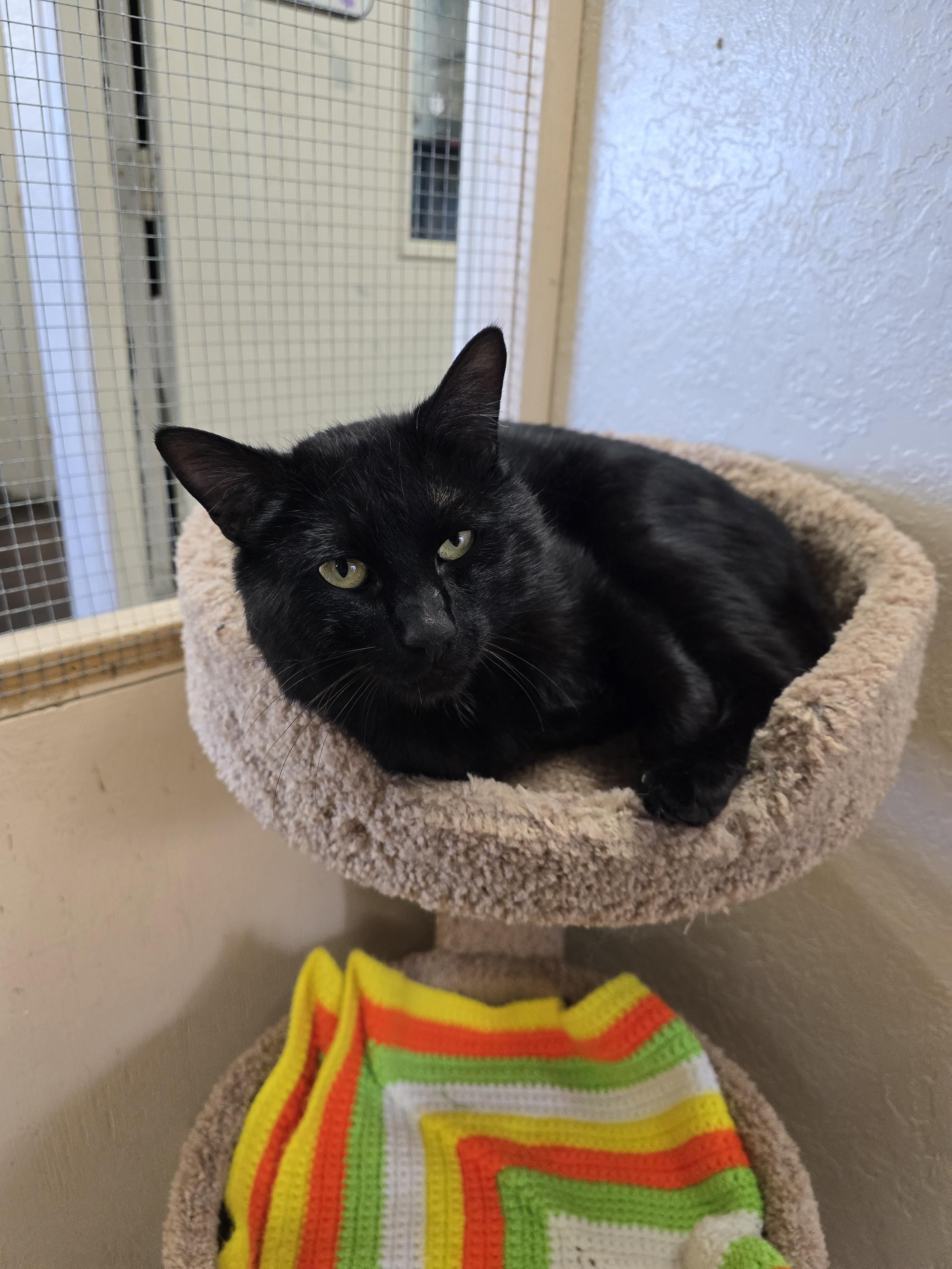 Enlarge Ord, a ADOPTABLE Domestic Short Hair in Prineville, OR image 2/2