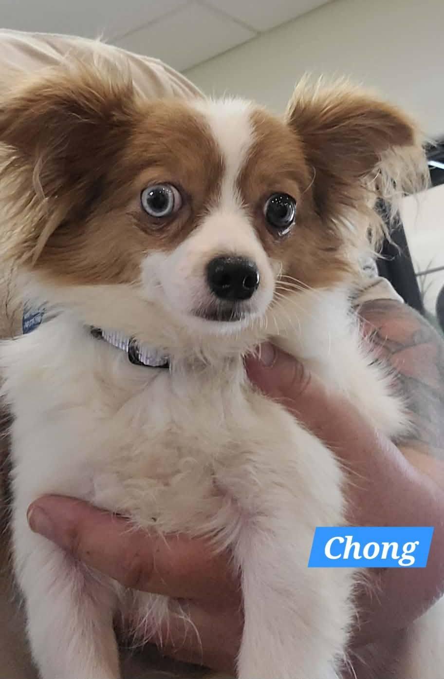 Chong, ADOPTABLE, Puppy Male Chihuahua.