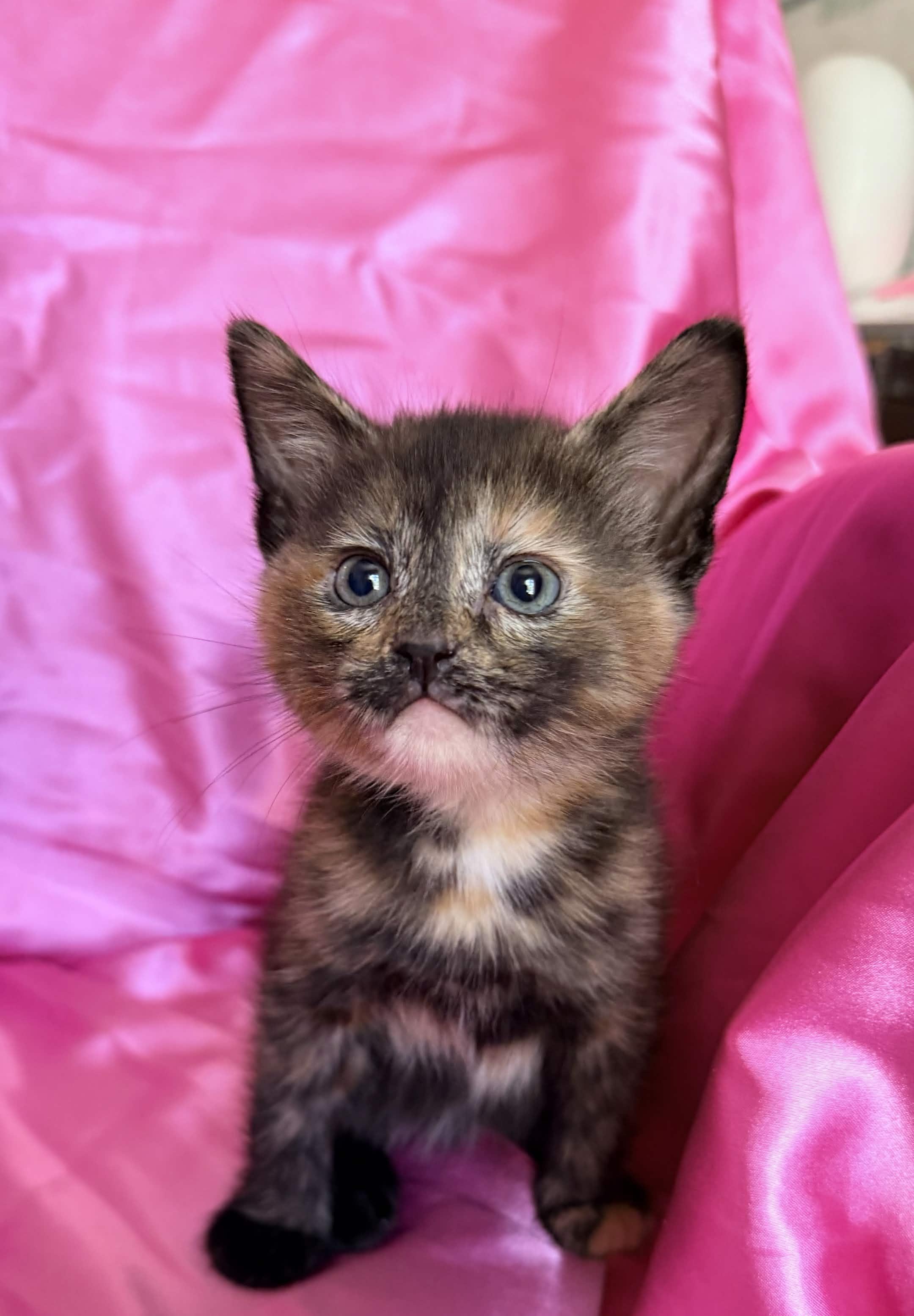 Enlarge MINA, a ADOPTABLE Domestic Short Hair in Rowland Heights, CA image 1/2