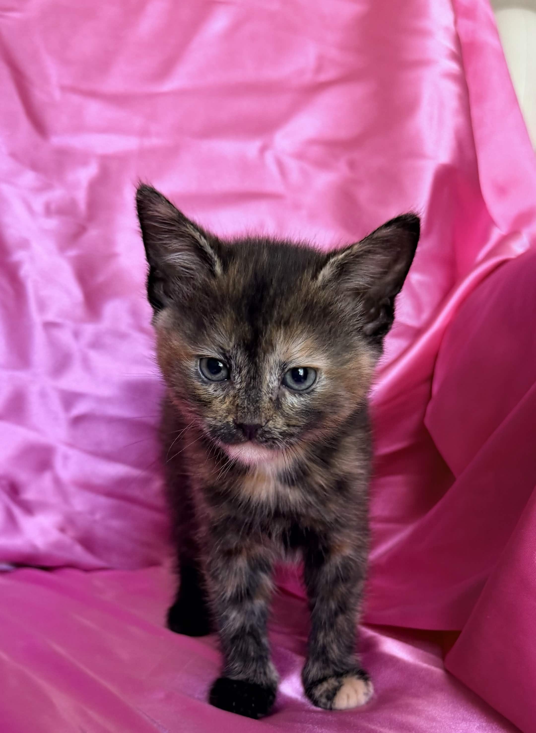 Enlarge MINA, a ADOPTABLE Domestic Short Hair in Rowland Heights, CA image 2/2
