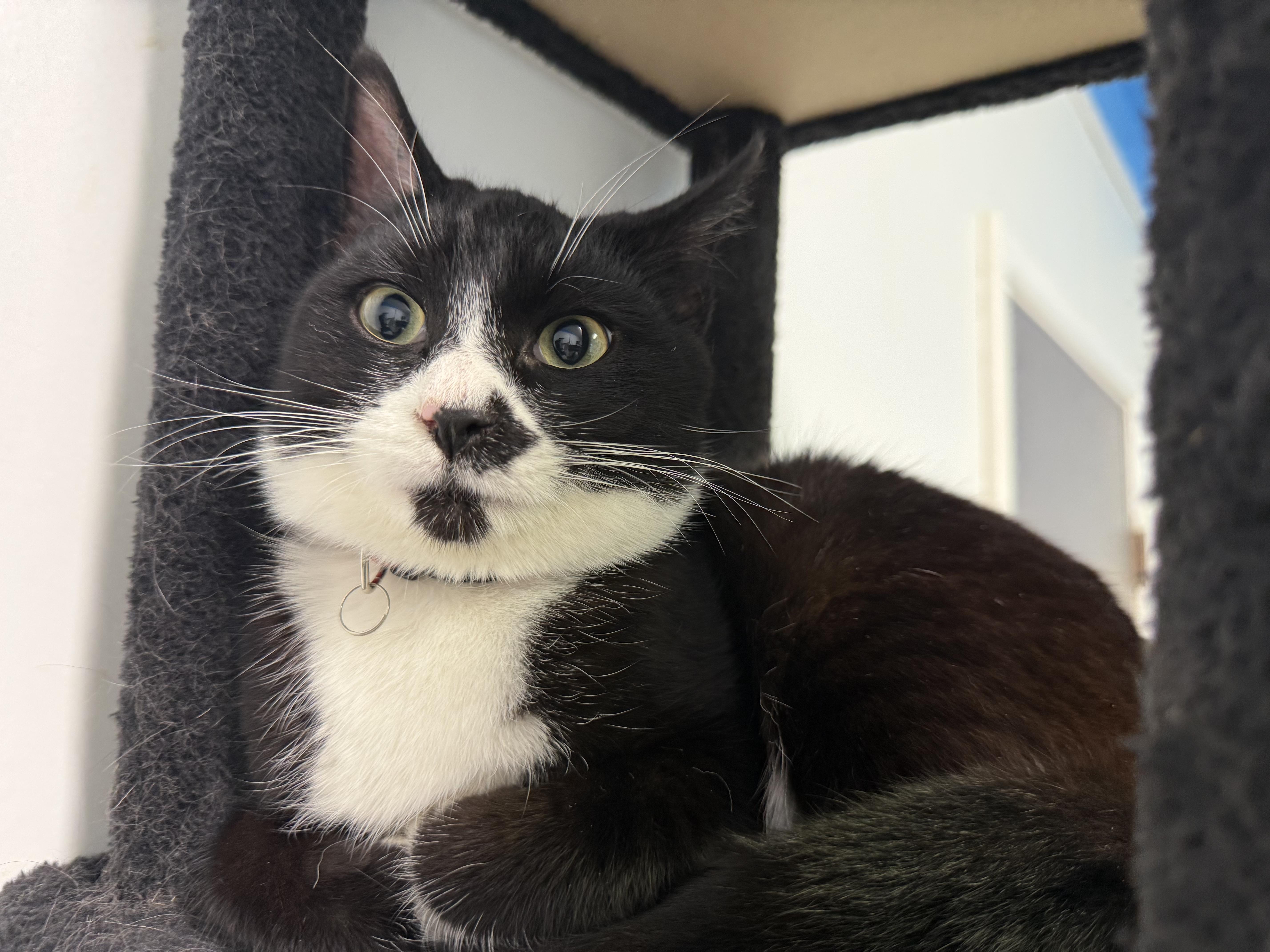 Enlarge Niki, an adopted Tuxedo in Crescent City, CA image 4/6