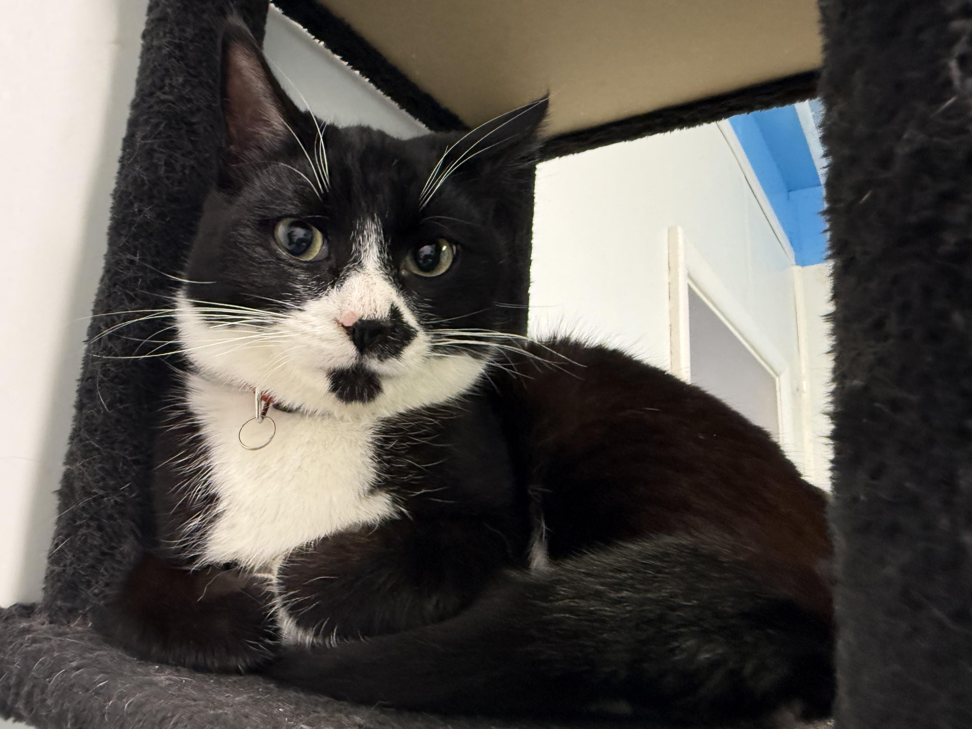 Enlarge Niki, an adopted Tuxedo in Crescent City, CA image 6/6