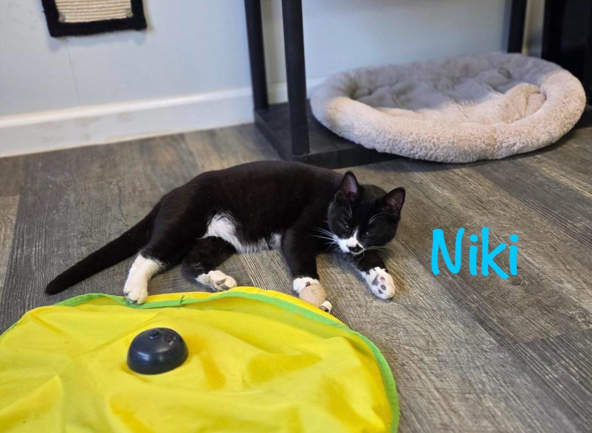 Enlarge Niki, an adopted Tuxedo in Crescent City, CA image 3/6