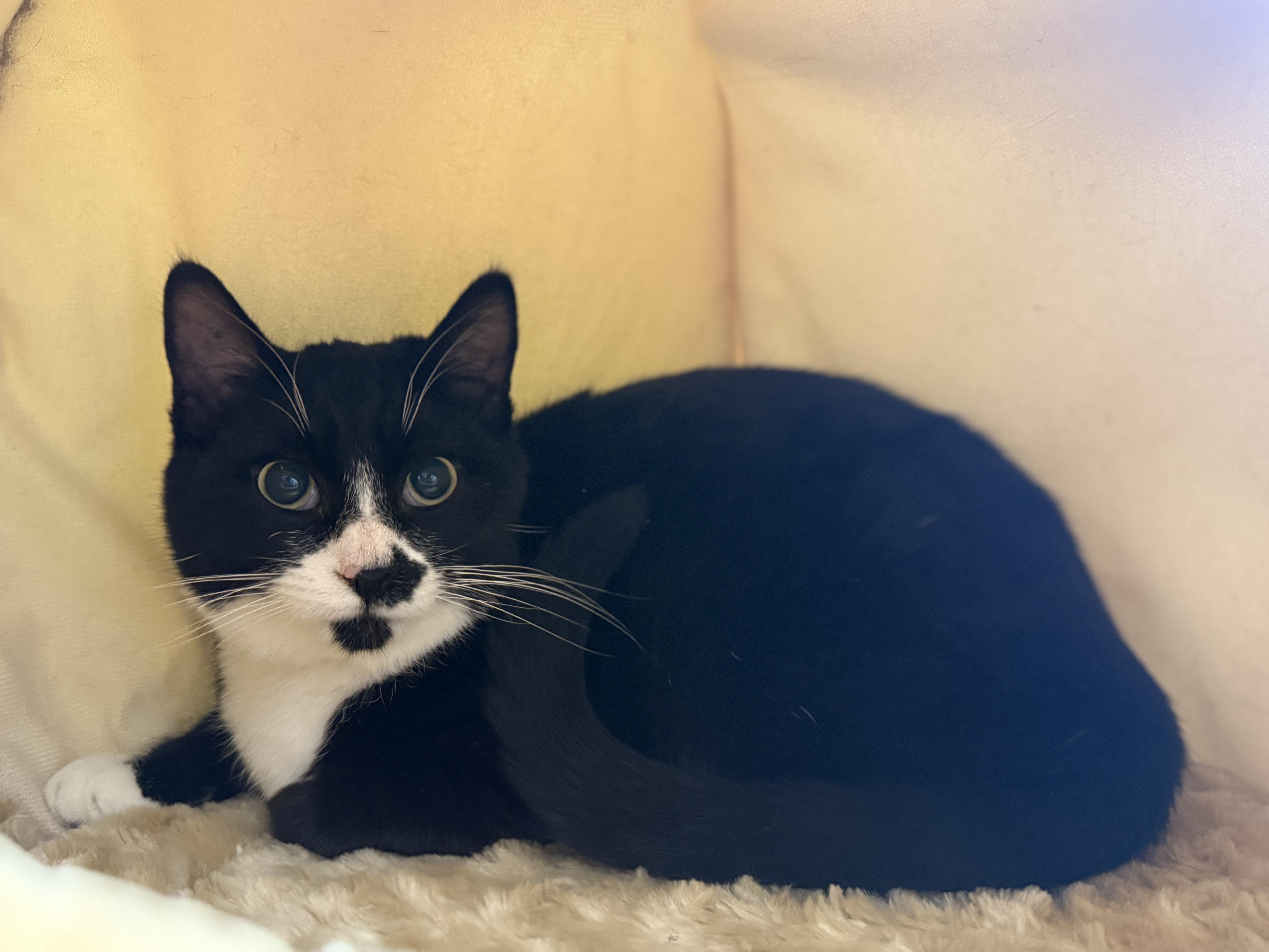 Enlarge Niki, an adopted Tuxedo in Crescent City, CA image 5/6