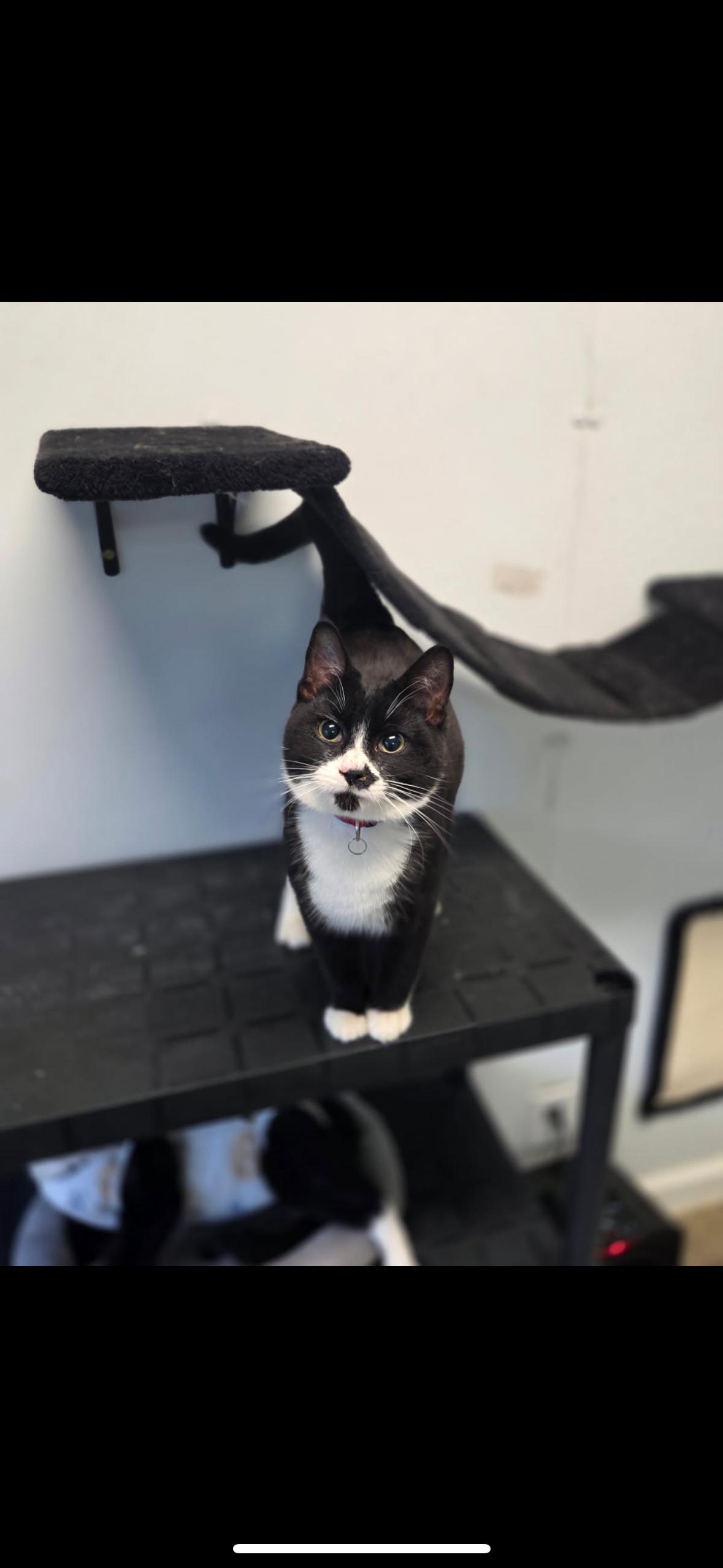 Enlarge Niki, an adopted Tuxedo in Crescent City, CA image 2/6