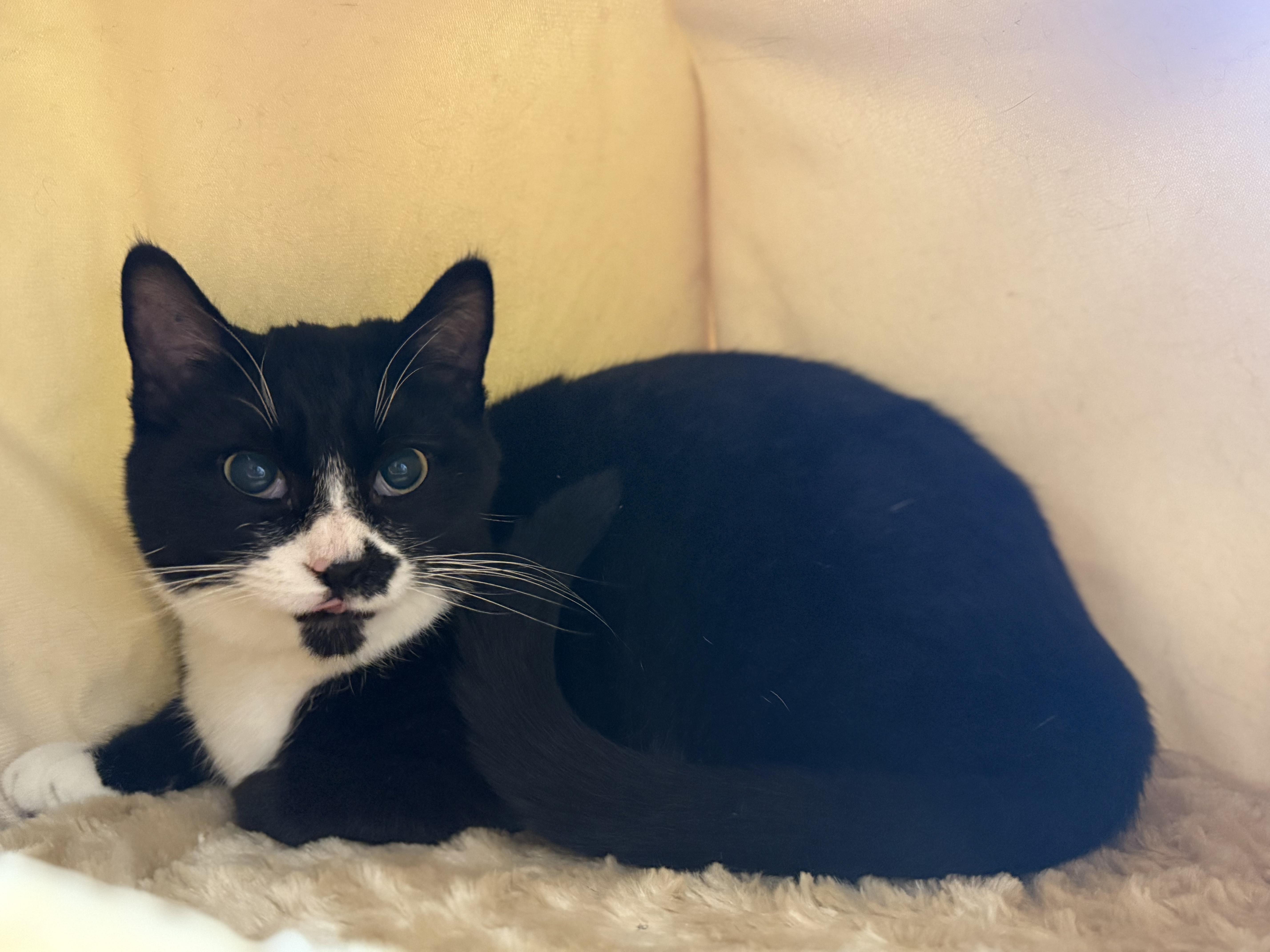 Niki, ADOPTABLE, Young Male Tuxedo.