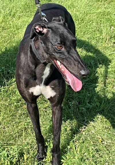 Enlarge Manny (aka Ww Many Blessing), a ADOPTABLE Greyhound in Dallas, TX image 2/3