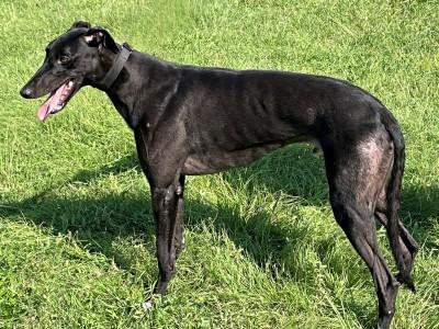 Enlarge Manny (aka Ww Many Blessing), a ADOPTABLE Greyhound in Dallas, TX image 1/3