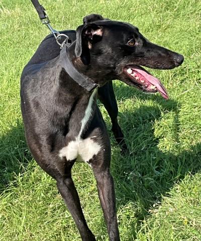 Enlarge Manny (aka Ww Many Blessing), a ADOPTABLE Greyhound in Dallas, TX image 3/3