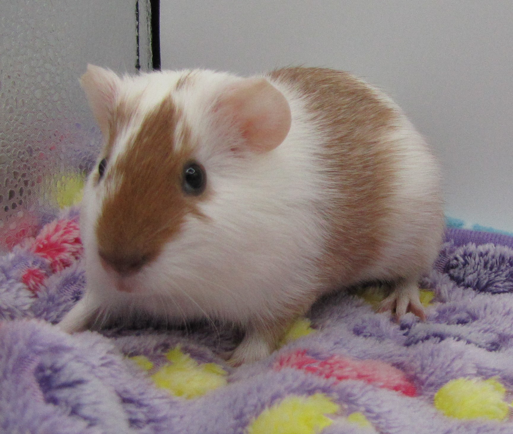 Martini & Rossi, Adopted, Baby Male Guinea Pig.