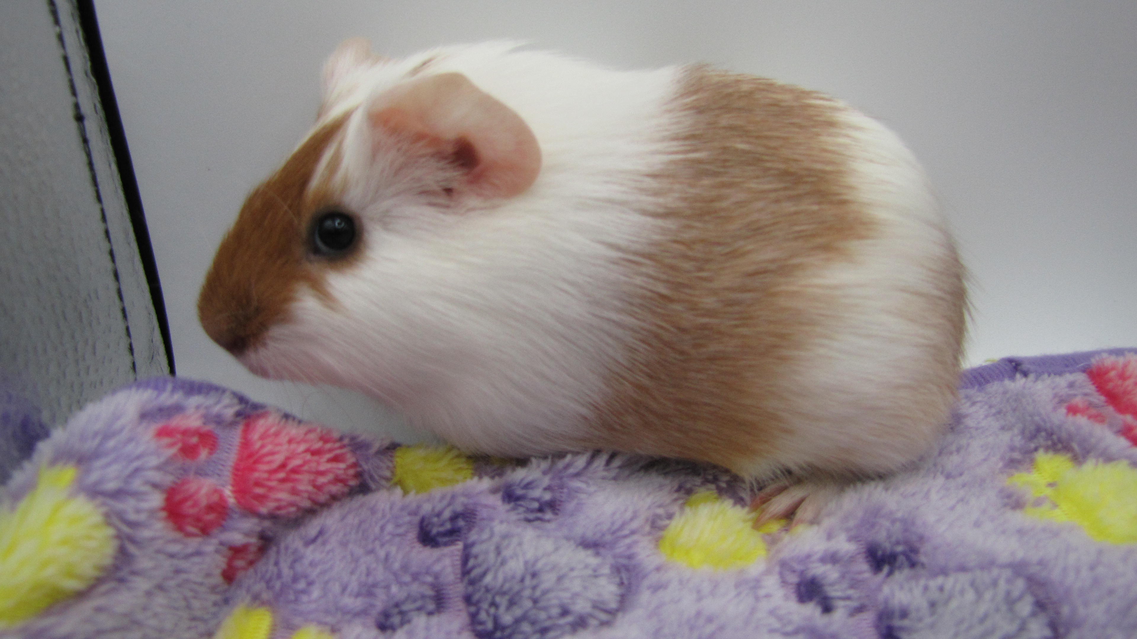 Enlarge Martini & Rossi, a Adopted Guinea Pig in Warren, MI image 2/4