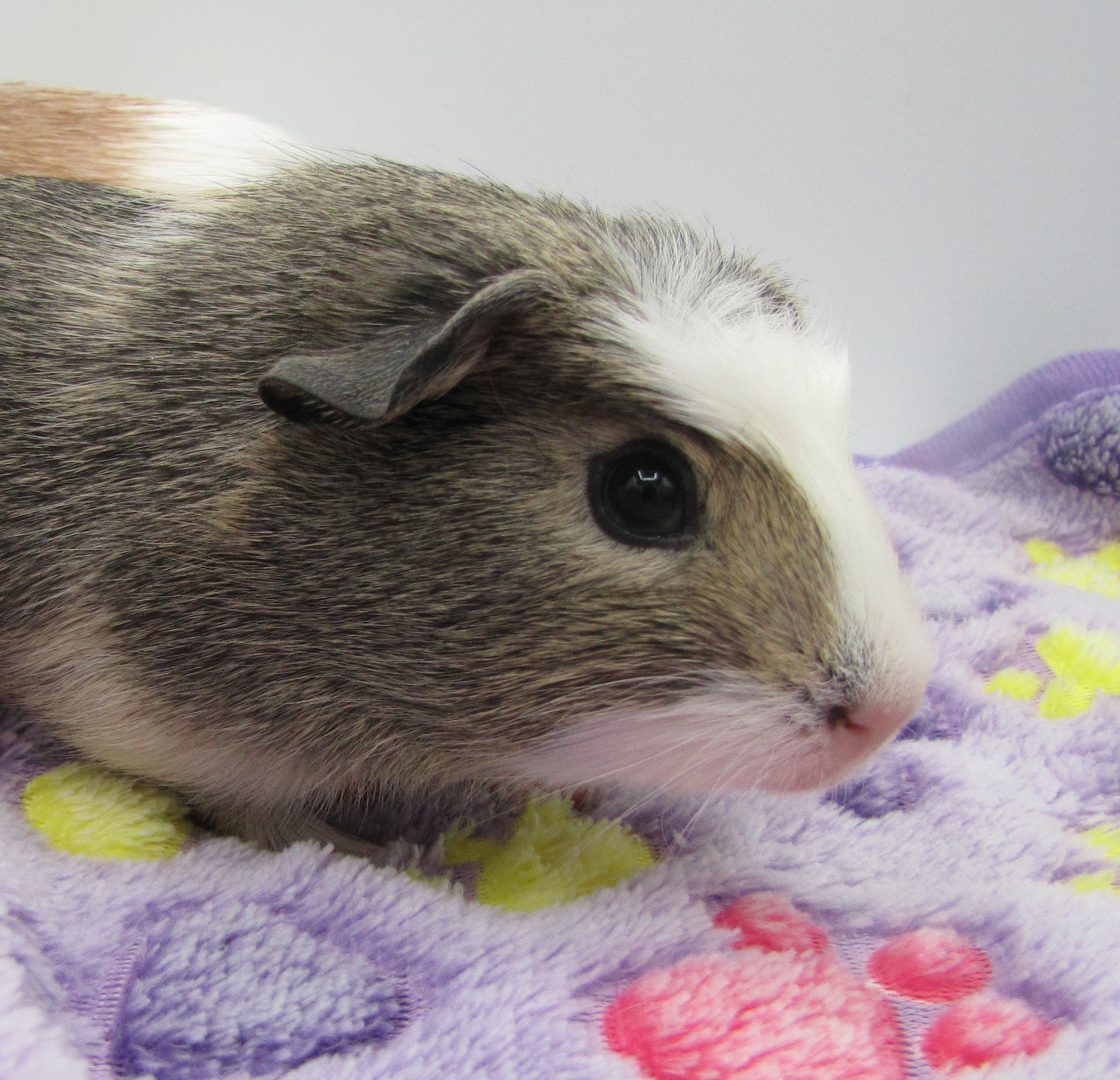 Enlarge Martini & Rossi, a Adopted Guinea Pig in Warren, MI image 3/4
