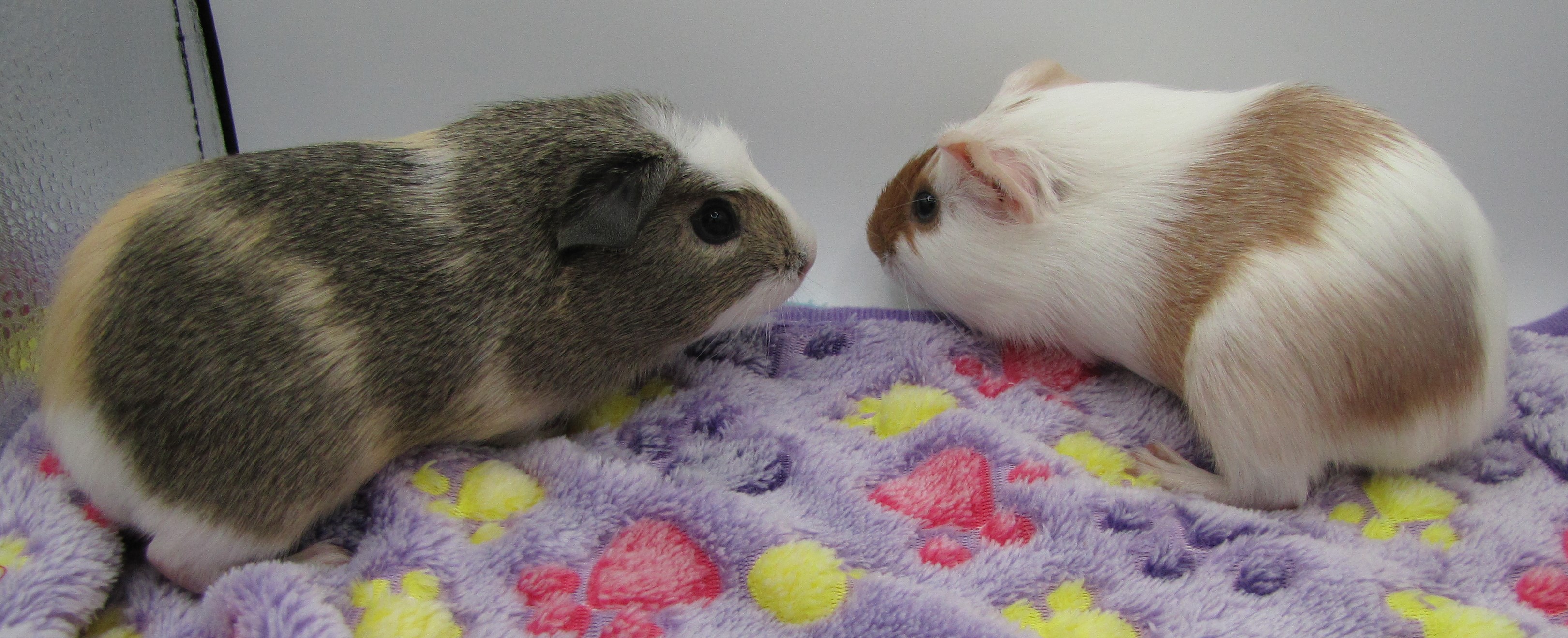 Enlarge Martini & Rossi, a Adopted Guinea Pig in Warren, MI image 4/4