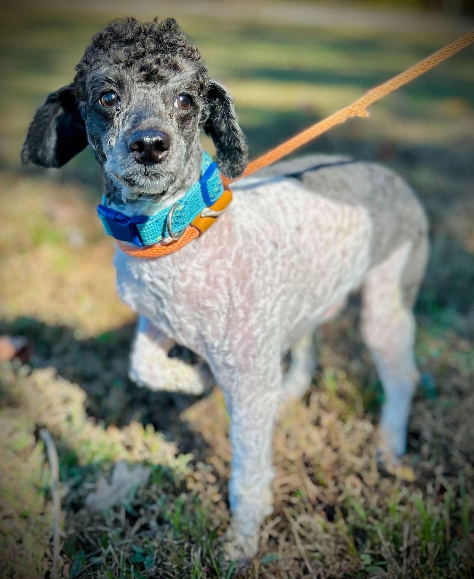 Enlarge Rex Oct 25, a Adopted Poodle in Pacolet, SC image 3/3