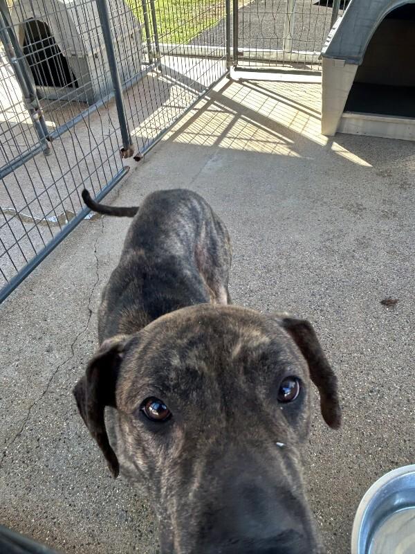 Zuma 10-23-2026, Adoptable, Adult Female Cane Corso.