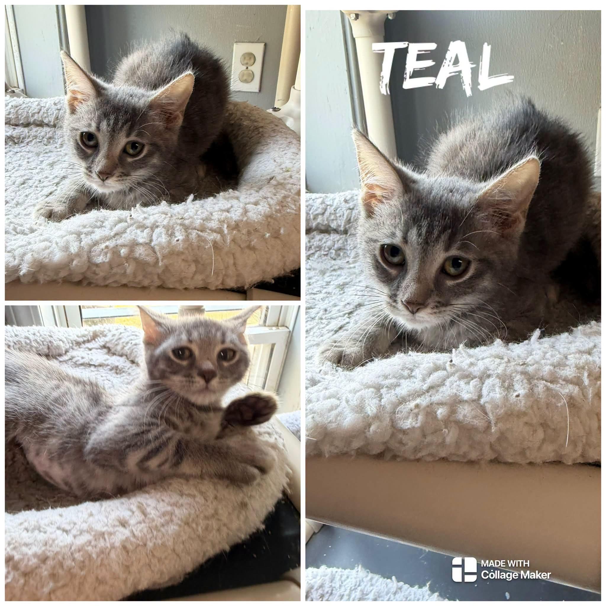 Enlarge Teal, a ADOPTABLE Domestic Short Hair in Saint James, MO image 1/1