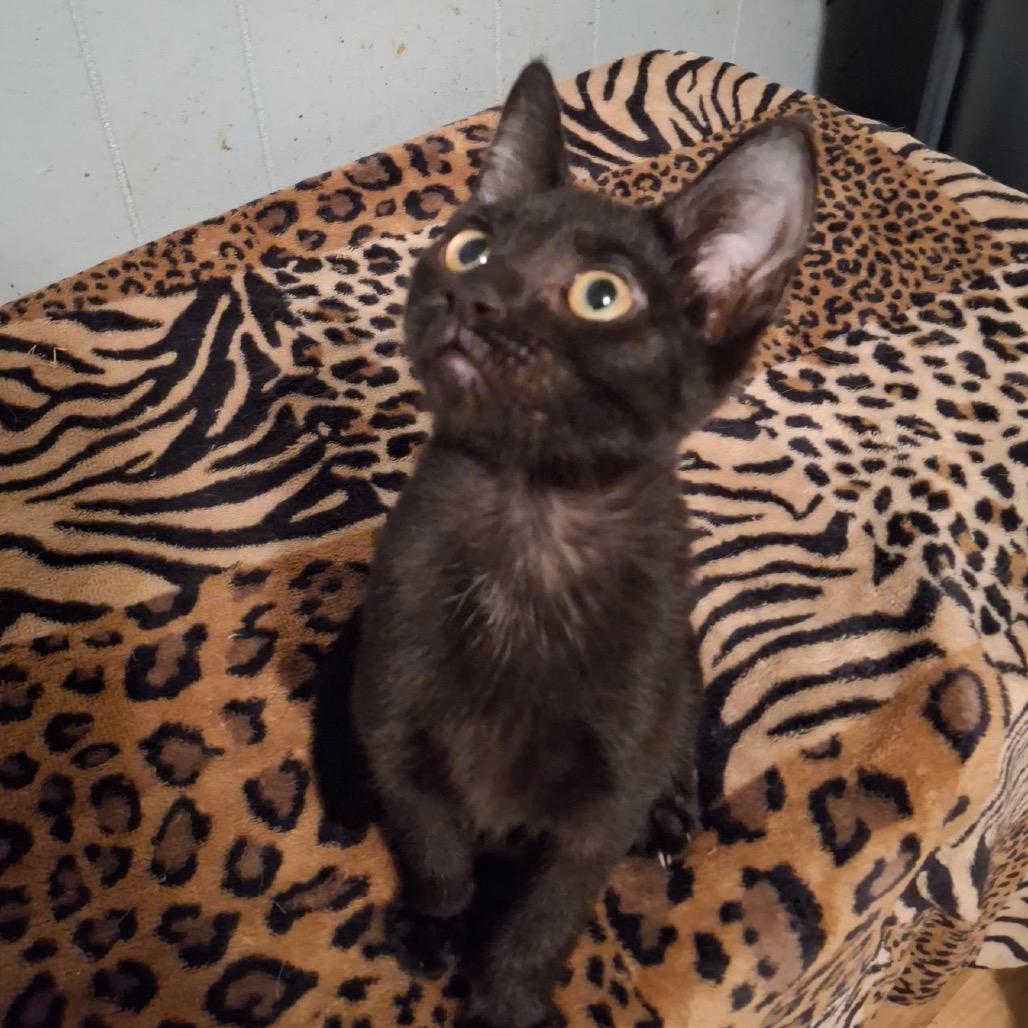 Enlarge Pepper Macon, a Adoptable Domestic Short Hair in Columbia, MO image 1/1