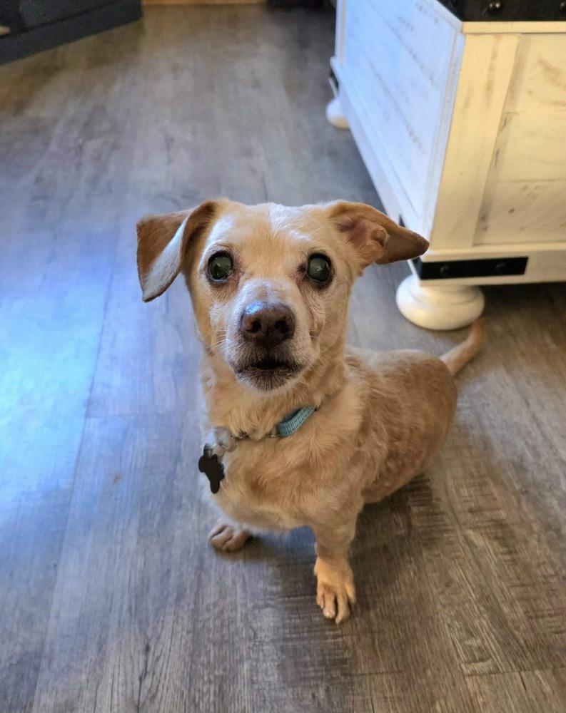 Dilbert, Adoptable, Senior Male Dachshund.