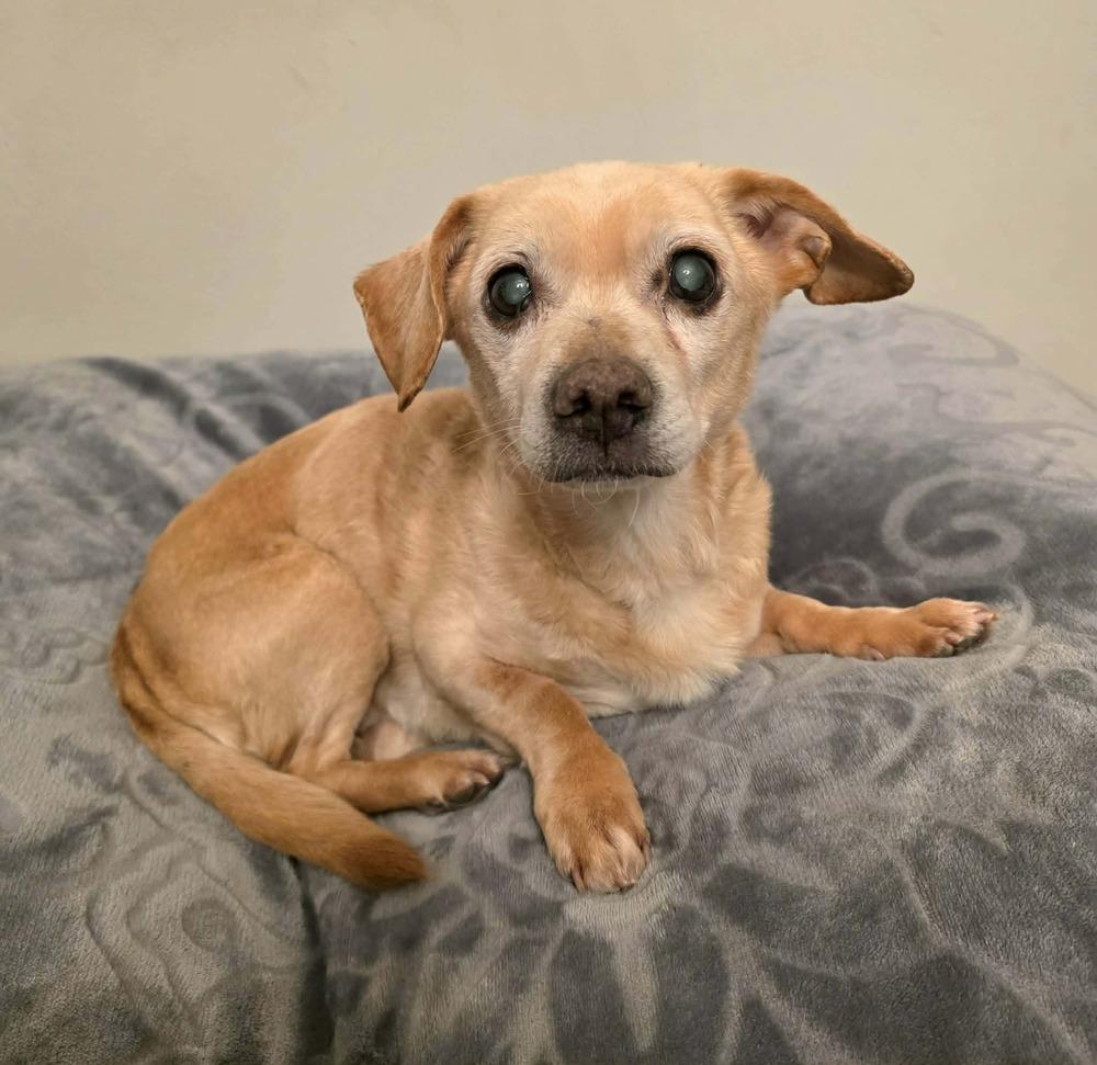 Dilbert, a Adoptable mixed breed in Plymouth, MN image 3/6