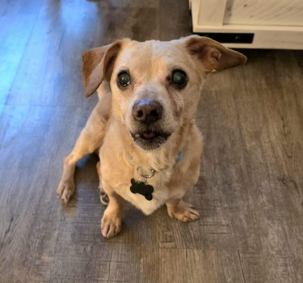 Dilbert, a Adoptable mixed breed in Plymouth, MN image 4/6