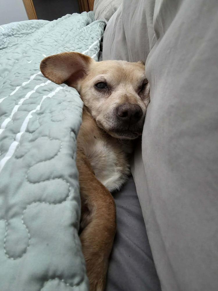 Dilbert, a Adoptable mixed breed in Plymouth, MN image 5/6