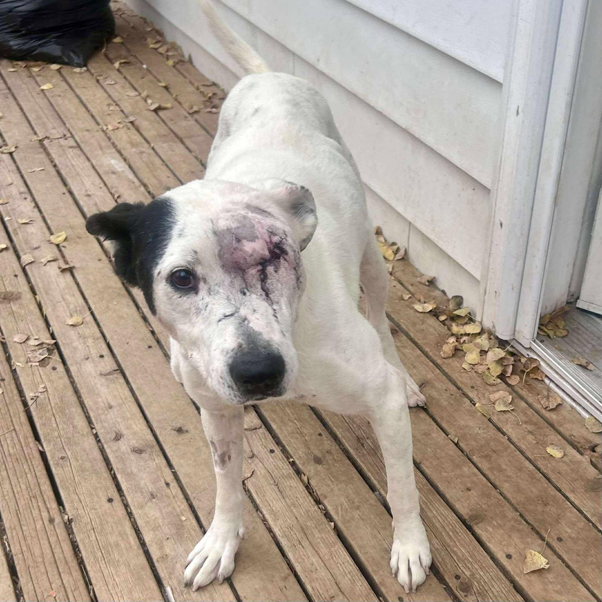 Enlarge Ripple, a Adoptable mixed breed in Edmonton, AB image 2/6