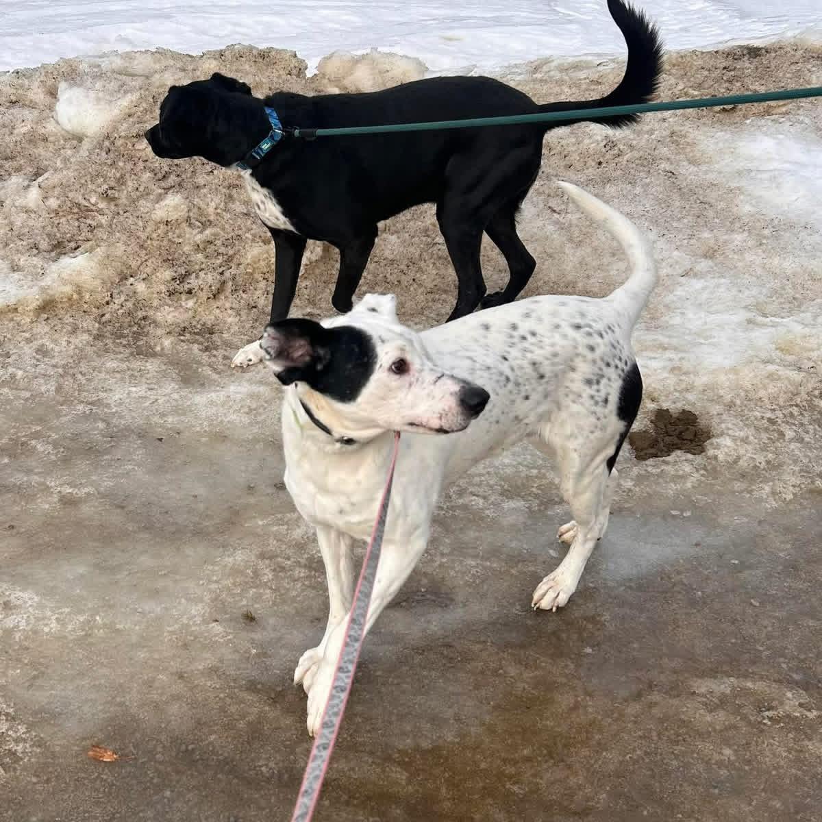 Enlarge Ripple, a Adoptable mixed breed in Edmonton, AB image 6/6