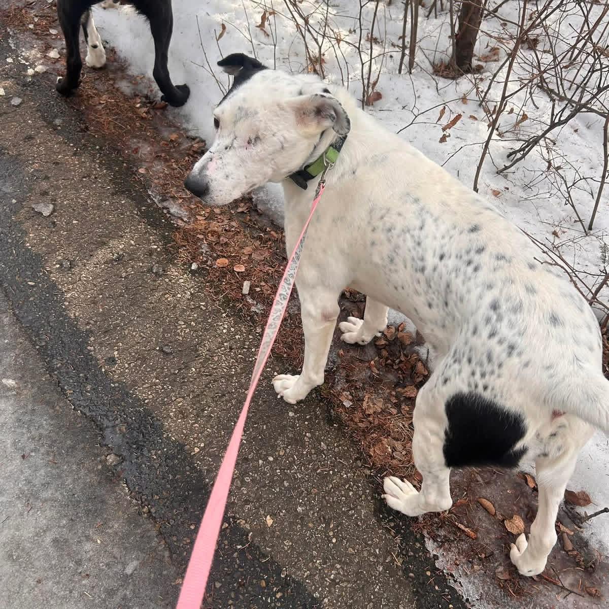Enlarge Ripple, a Adoptable mixed breed in Edmonton, AB image 5/6
