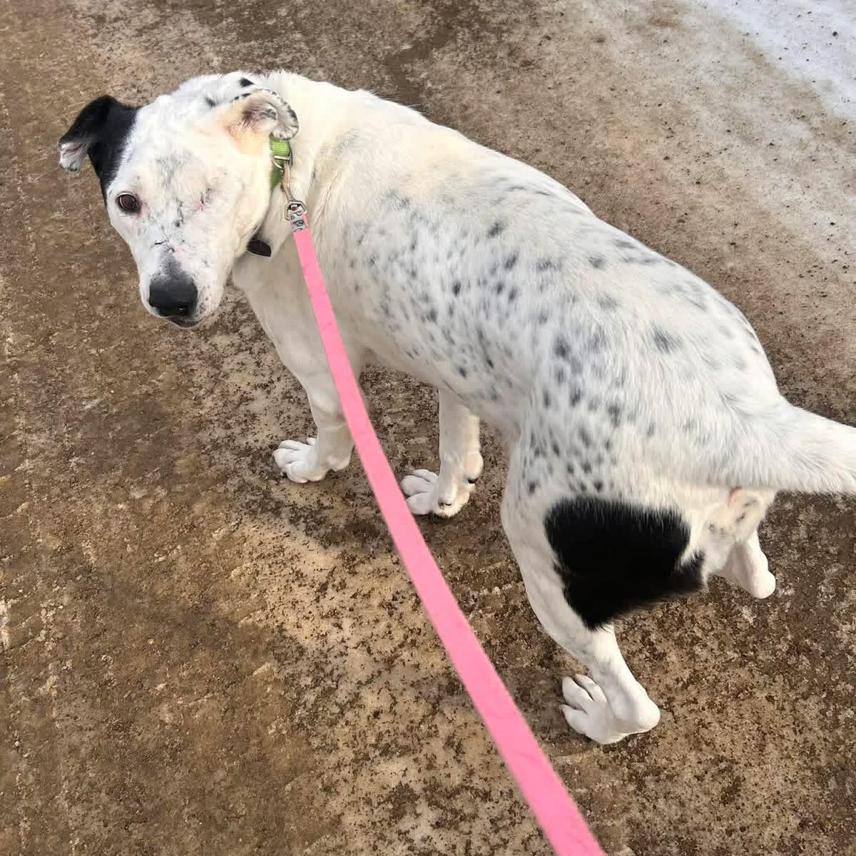 Enlarge Ripple, a Adoptable mixed breed in Edmonton, AB image 4/6