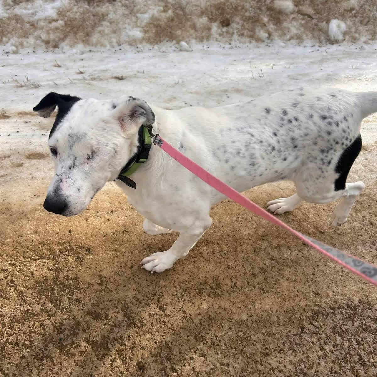 Enlarge Ripple, a Adoptable mixed breed in Edmonton, AB image 3/6