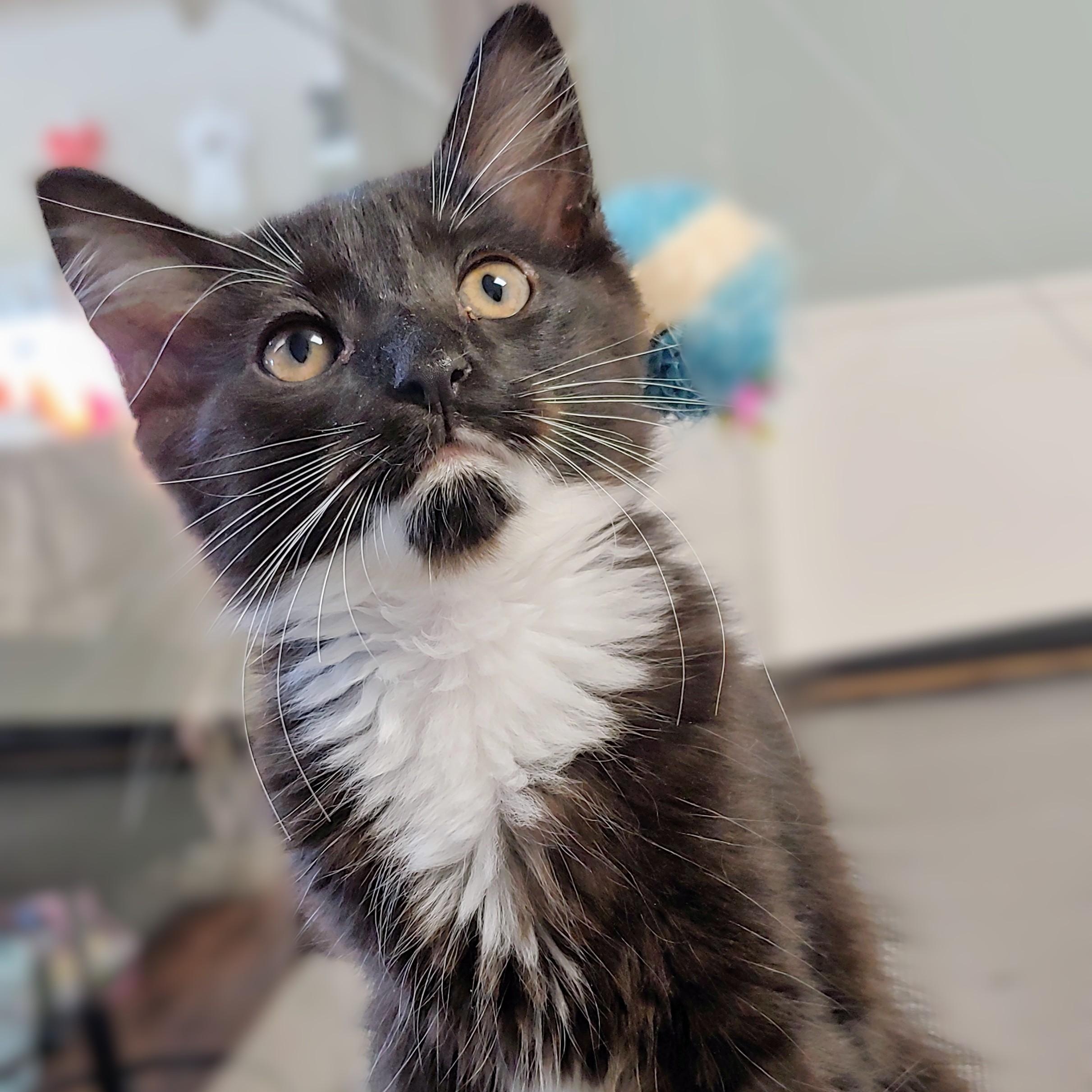 Zelda