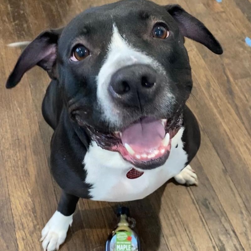Maple Mae, a Adoptable Pit Bull Terrier in Chicago, IL image 4/6
