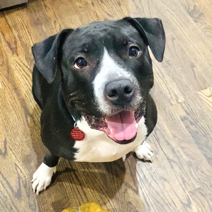 Maple Mae, Adoptable, Adult Female Pit Bull Terrier.